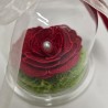 Rose éternelle sous cloche